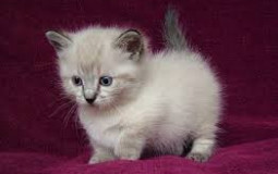 Kitty Goal