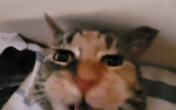 GATOS DE RULOS