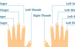 fingers and toes