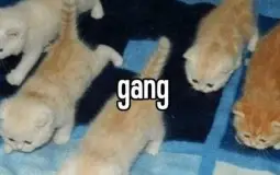 UGA UGA