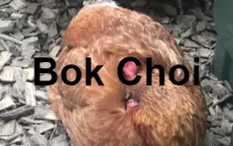 Finn's Chickens