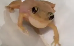 Egg