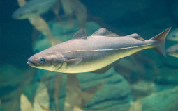 cod
