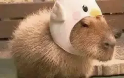 si