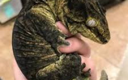 Reptiles
