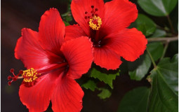 State Flowers Tier List