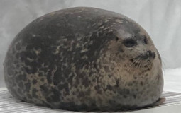 Pinniped tier list