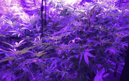 The Dankness Indicator