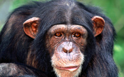 Ape ooh ahh ahh