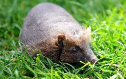 Hairless Animals