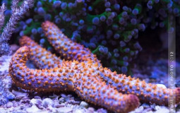 __MarineFoodWeb