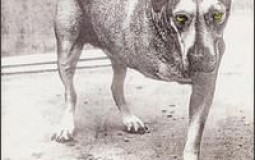Alice In Chains
