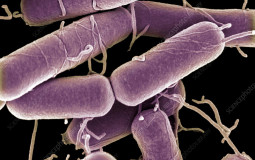 Bacillus subtilis Wild Type Backgrounds