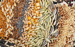 The Best Grain