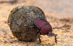 the dung beetles frfr