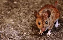 Rat