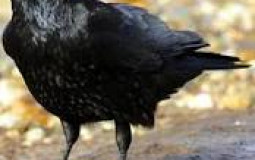 Crows
