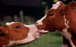 Cowshed Smash or Pass