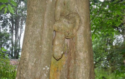 Chad Trees