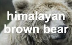 Bears