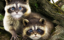 Catcoons Players