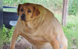 DOGGO MEME TIER LIST