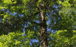 TreesThatSomeoneThoughtAbout