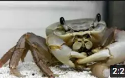 Heavy Crab
