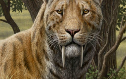 Cenozoic tier list