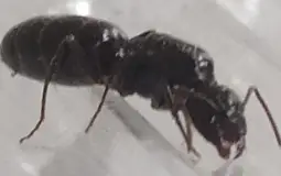 Duper Ant Tier List
