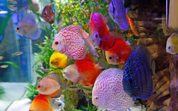 (FW) Tropical Fish | Tier List