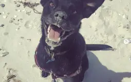 ebebebe