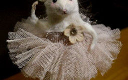 Rat in the kitchen