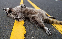 roadkill