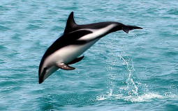 Dolphin Tierlist