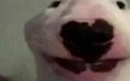 gay