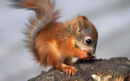 Furry