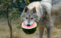 Animals you could beat in a fight