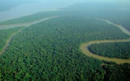 south american animals