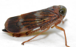 Leafhoppers