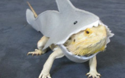 no
