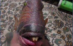 wasdwasd