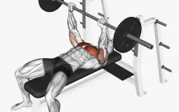 Chest Exercise