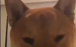 aba
