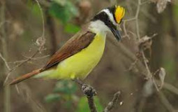 Salgadinhos
