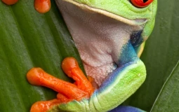 Frog eating