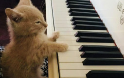 Songs We Played Too Much