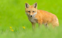 Fox Tierlist