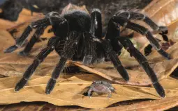 aa