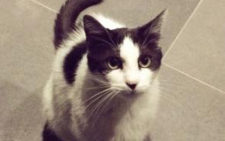 CHAT DK